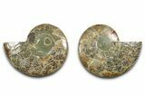 Cut & Polished Ammonite Fossil - Madagascar #377545-1